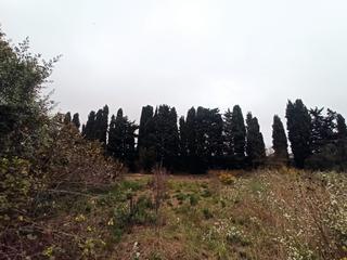 Finca rústica  Diseminado mas ribas. Terreno aislado cercado de manzanos.