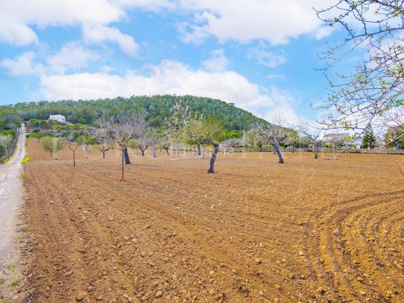 Foto e7395407-4caa-4cea-b73d-cd0fbe3903a0. Haus mit parking pool in Manacor centre Manacor