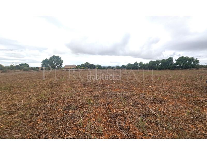 Foto 3bfe2775-e255-4bf0-bf85-0db584ca967a. Terrain résidentiel dans Manacor centre Manacor