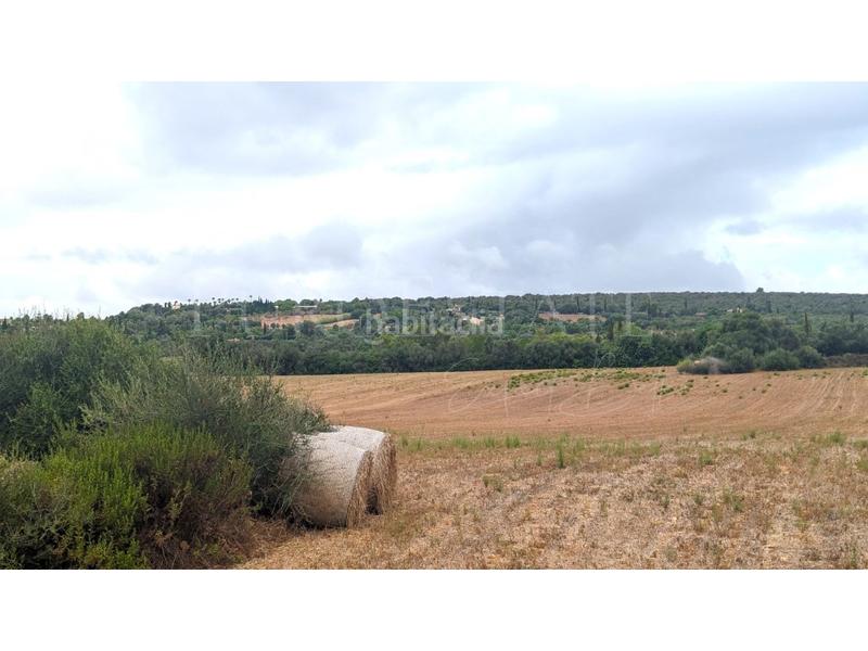 Foto 5684bcfa-6999-4121-b28b-3f63bf184f9b. Terrain résidentiel dans Manacor centre Manacor