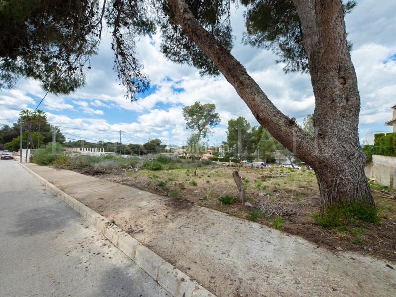Foto a7af641b-6ede-4723-85e7-5a1663285126. Terreny residencial a Porto Cristo Manacor