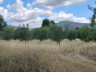 Terreny residencial a Tibi. Ocasion fabulaso finca de 90000m2 con posibilidad de agua y luz