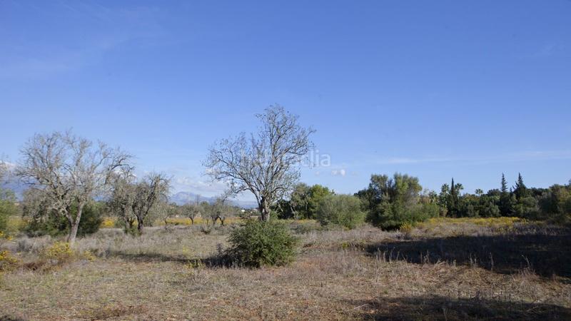 Foto 1825c9fd-1793-4eb6-83c9-5a62233ab267. Terreno residenziale in Sencelles