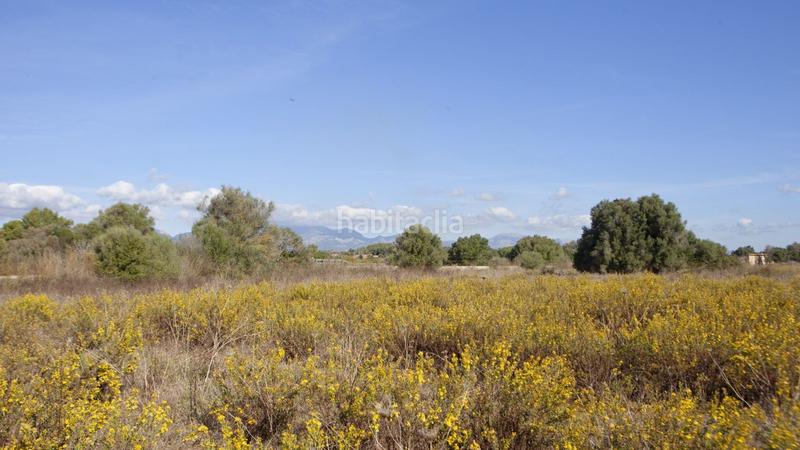 Foto 727c97f6-c3d6-4f6f-bf9f-7d6c5bca6bf2. Terreno residenziale in Sencelles