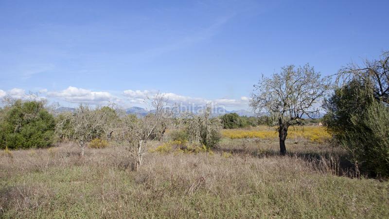 Foto bf68df4a-bbb1-4cb4-8eee-c28924e7ecc6. Terreno residenziale in Sencelles