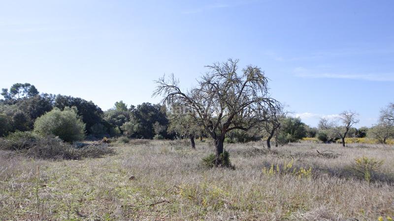 Foto e57d86ff-4f40-43a2-a1da-aa395531c45b. Terreno residenziale in Sencelles