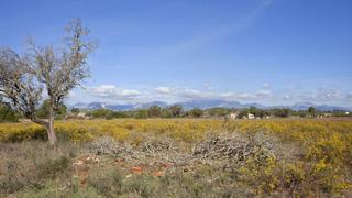 Terreny residencial a Sencelles. Terreno en sencelles de 28.000 m2 con licencia de obra y vistas