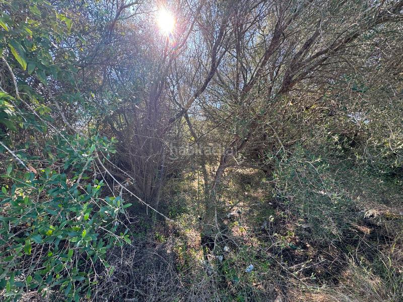 Foto 239783db-bdf1-4e4d-8a79-48cc33bf206e. Terreny residencial a Sa Pobla