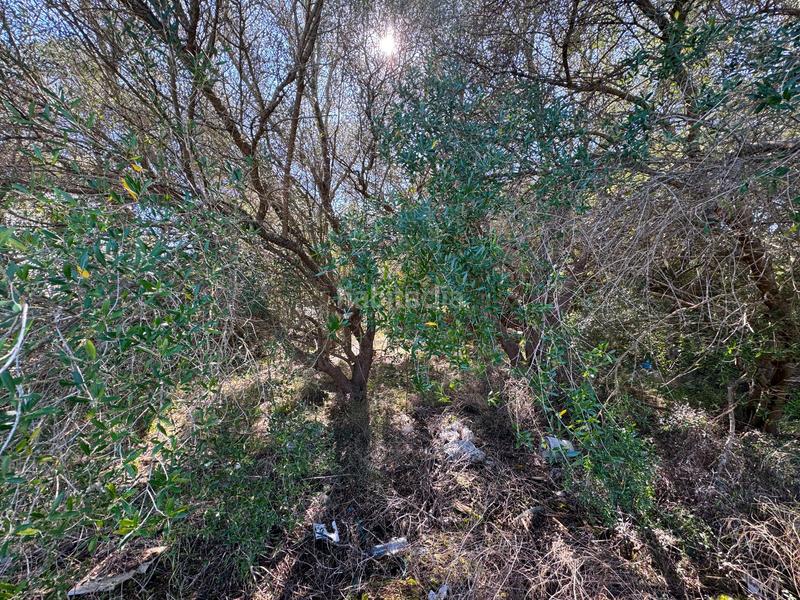 Foto 24188895-390b-4305-8df7-3396276fb397. Terreny residencial a Sa Pobla