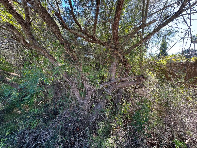 Foto 964c981d-b112-4f19-a31a-e52f70d024cd. Terreny residencial a Sa Pobla