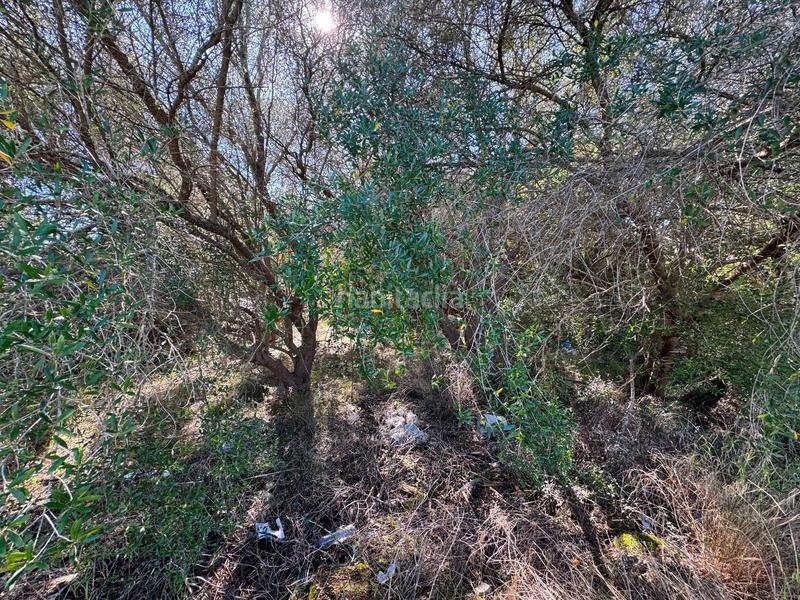 Foto db9935d2-a053-4f91-8890-2e12dc19ae77. Terreny residencial a Sa Pobla