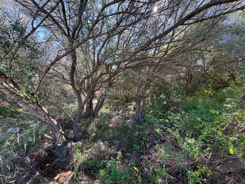 Foto de2a390e-0bde-403d-9a19-c83f82656d84. Terreny residencial a Sa Pobla