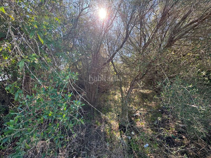 Foto e9dbcbf4-ef13-4bb8-8ce7-bf61485873be. Terreny residencial a Sa Pobla