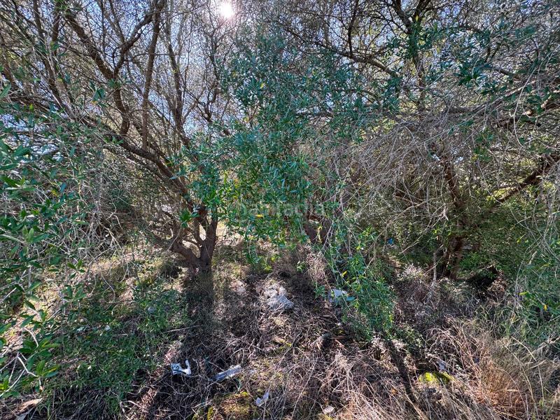 Foto fd714b31-af9e-4505-8b16-fd6a6ac502df. Terreny residencial a Sa Pobla