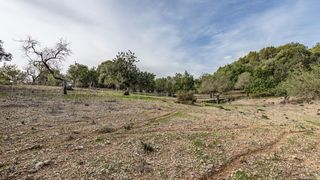 Masia a Campanet. Finca de 16.000 m2 en campanet con pozo