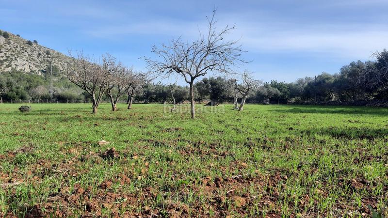 Foto 5291356e-ee67-4945-8ff3-3456dd4f219f. Masia amb aparcament a Pollença poble Pollença