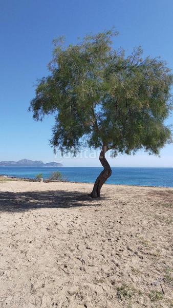 Foto 1724f22c-a102-460f-8f04-8c871684b55c. Terrain résidentiel dans Can Picafort Santa Margalida