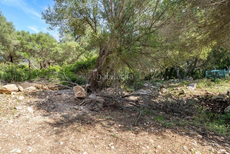 Foto 6b93d800-6d01-482a-a5b6-abecbf42da60. Terreno residenziale in ciutat d´Alcúdia Alcúdia