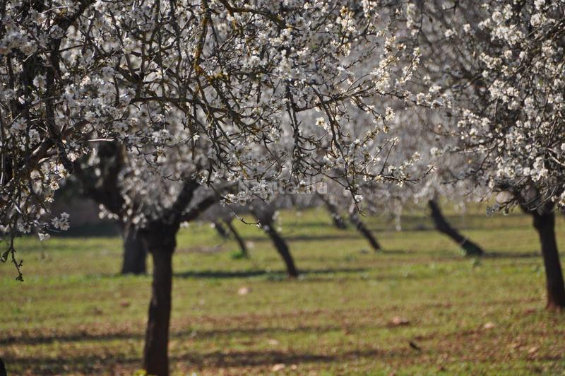 Foto b6a30103-7f4f-4e5c-ade9-55e9cc13e140. Terreno residencial solar de 539 m2 edificable en Sencelles