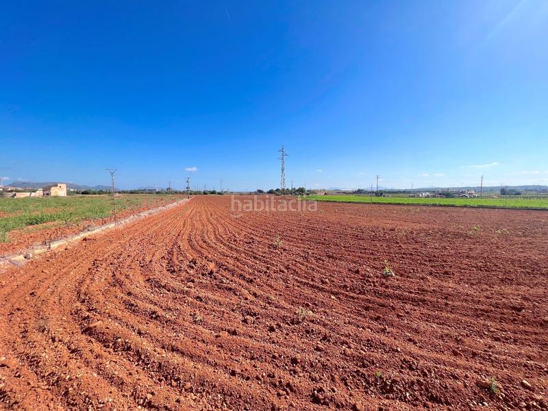 Foto 54c55554-d4c3-4703-9556-b7e5e6038a8c. Terreny residencial a Sa Pobla