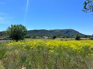 Residential Plot in Pollença Poble. Terreno de 15.000 m2 en pollença con licencia de obra
