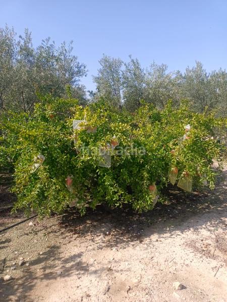 Foto 8f7c83da-fc40-482e-83b6-4482ac2dd94d. Casa gran parcela con casita en Altorreal - El Chorrico Molina de Segura