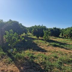 Masia a Santa amalia. Finca rúst. en venta en santa amalia.