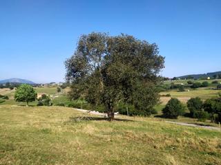 Terreny residencial a Ribamontán al Monte. Finca urbanizable de 15.500m2 en anero
