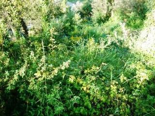 Terrain résidentiel à Santa Maria de Palautordera. Parcela en urb. can bosc sta. m de palutordera