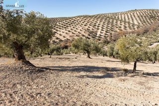Finca rústica  Poligono 2 parcela 276 y 409. Campotejar. se vende finca de olivos con una superficie de más d