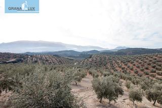 Masia a Loja. Magnifica finca 46 hectáreas de la cual plantada de olivos, apro