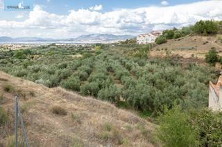 Finca rústica  Calle pol 1, parc 176. Venta de finca rústica de 77 olivos en otura granada