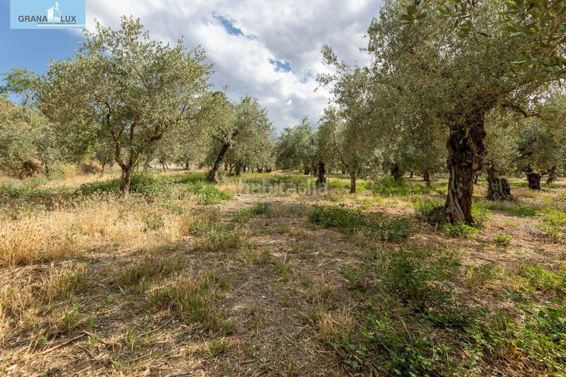 Foto c53f9a28-6d81-4838-9b45-12a2ee056f1b. Finca rústica a Villa de Otura