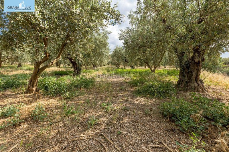 Foto e815521f-d800-4403-ac4a-fbef236c5dab. Finca rústica a Villa de Otura