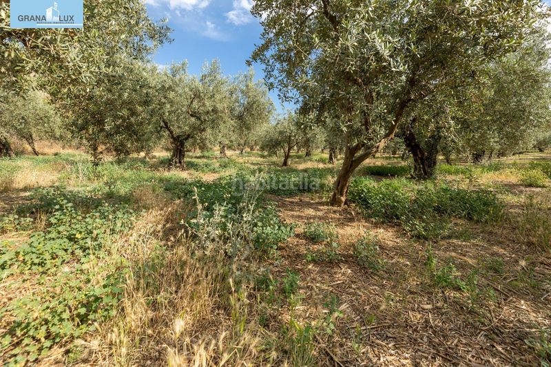 Foto ff2781d1-c669-4019-a2e5-9d96a0e8ea4e. Finca rústica a Villa de Otura