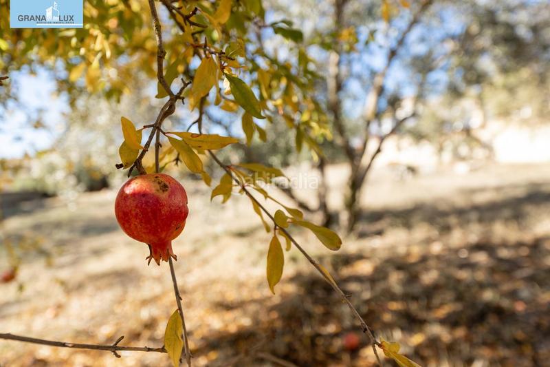 Foto 0d24ee07-680a-49bc-bfea-b79bcfd014ba. Terreny residencial a San Francisco - El Chorrillo Gabias (Las)
