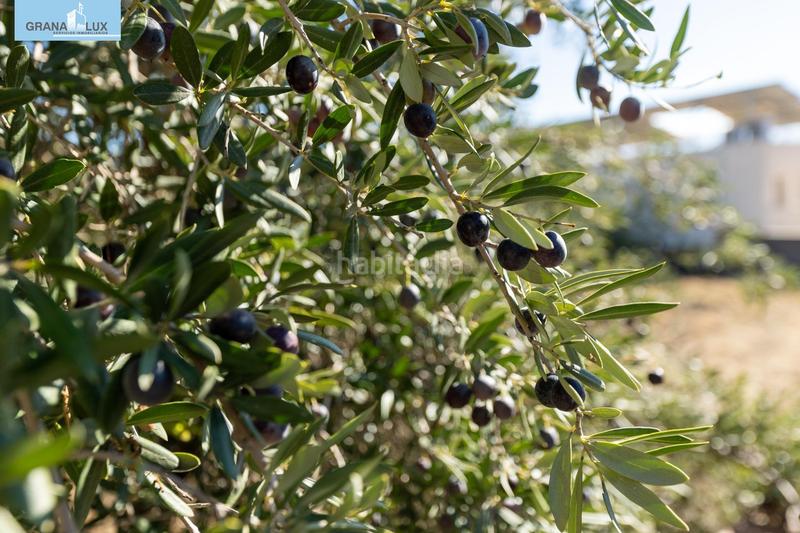 Foto 7070be25-5e0b-429d-93a3-aefb215152b4. Terreny residencial a San Francisco - El Chorrillo Gabias (Las)