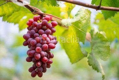 Foto dd863612-296c-4171-9f3c-147e5e3e5872. Finca rústica a Villanueva Golf Puerto Real