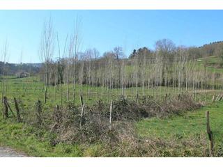Propriété à Trucios - Turtzioz. Terreno con chopos en venta en trucios