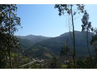 Propriété à Trucios - Turtzioz. Terreno con pinos y eucaliptos en venta