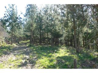 Propriété à Trucios - Turtzioz. Terreno con pinos en venta en trucios