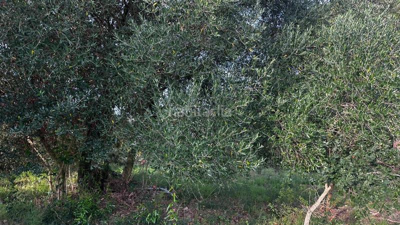 Foto 7b7b1e85-9488-4883-9146-23063a368e93. Fondo rustico in Cassà de la Selva