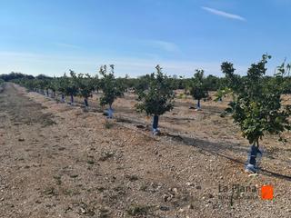 Masia a Santa Bàrbara. Finca de mandarinos en venta en santa barbara tarragona