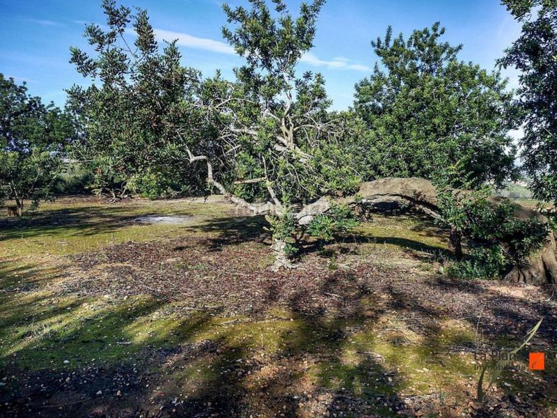 Foto f2e236b2-f311-4f3f-883e-8d3f5e2dba72. Mas dans Grau - Quintanes Amposta