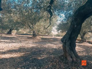 Landgut in Nord. Finca rustica en venta en la rapita tarragona