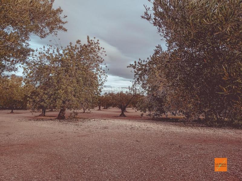 Foto 142b05e3-b6f8-42b0-a8d7-c609f02e8eac. Masía finca rustica con caseta en venta en santa barbara tarragona en Santa Bàrbara