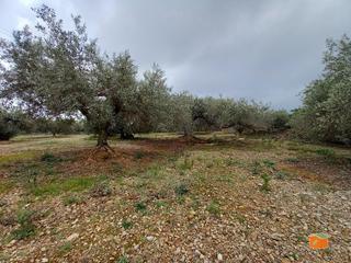 Finca rústica a Alcanar. Finca rustica en venta en alcanarplaya tarragona