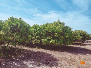 Finca rústica a Santa Bàrbara. Finca rustica de madarinos en venta en santa barbara tarragona