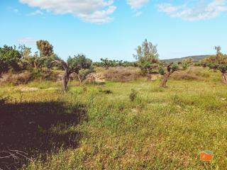 Finca rústica a Ulldecona. Finca rustica en venta en ulldecona tarragona