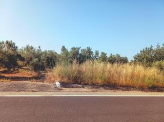 Finca rústica a Ulldecona. Finca rustica en venta en ulldecona tarragona